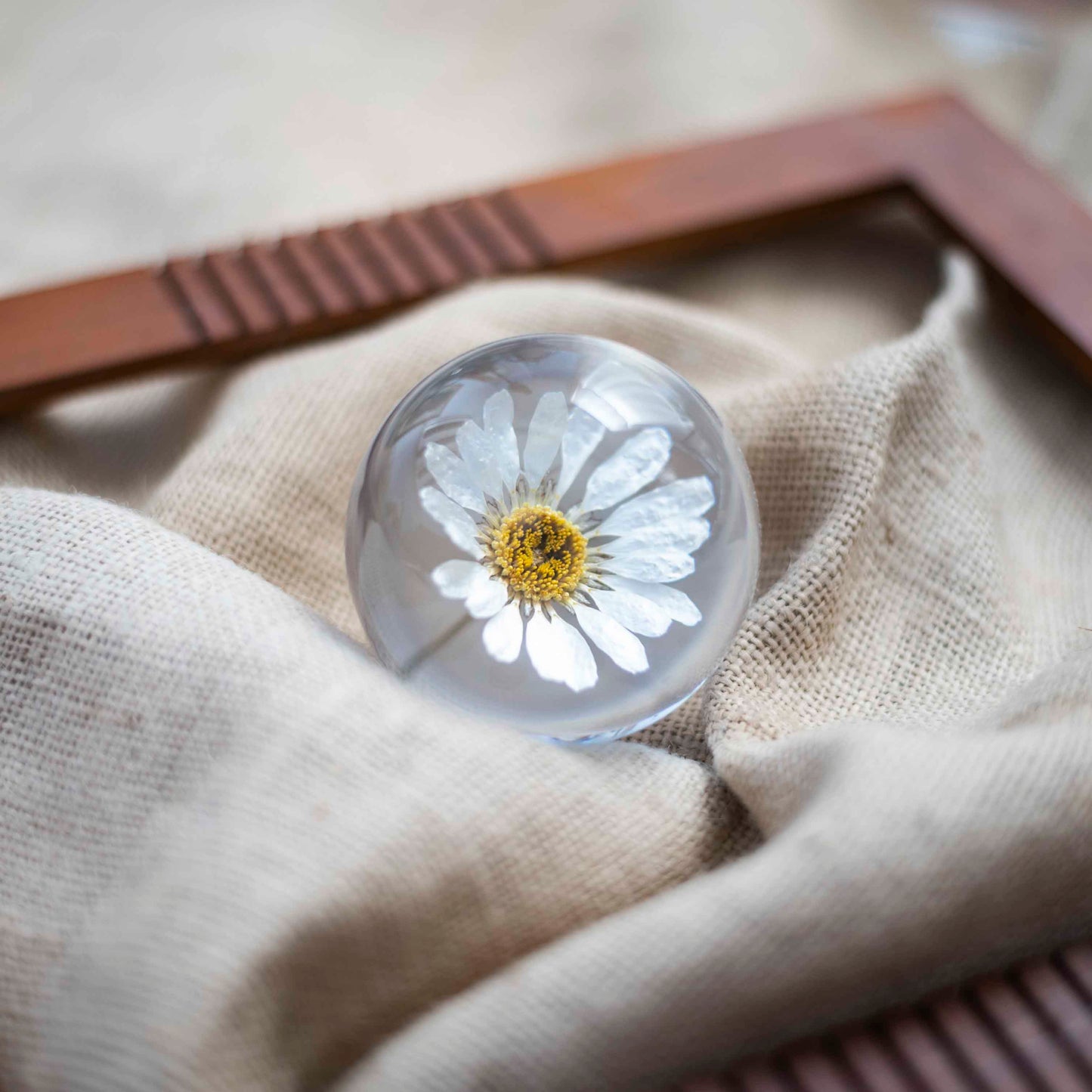 Freya's Daisy Paperweight - Real flower Jewellery - Leafy Affair