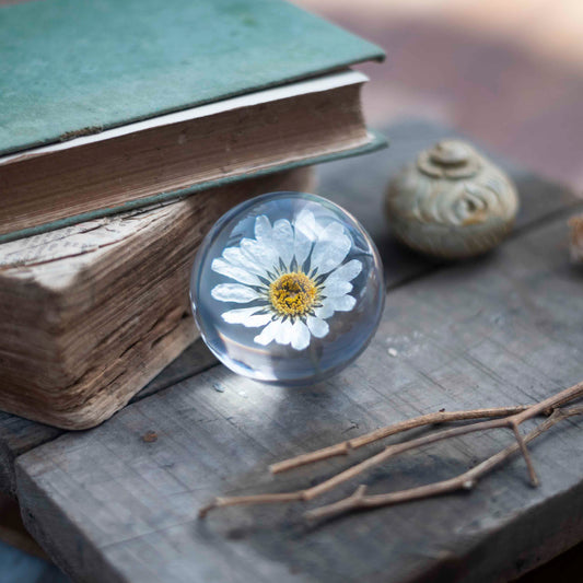Freya's Daisy Paperweight - Real flower Jewellery - Leafy Affair